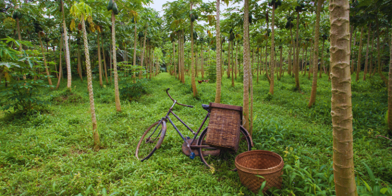 O bicho invade a casa