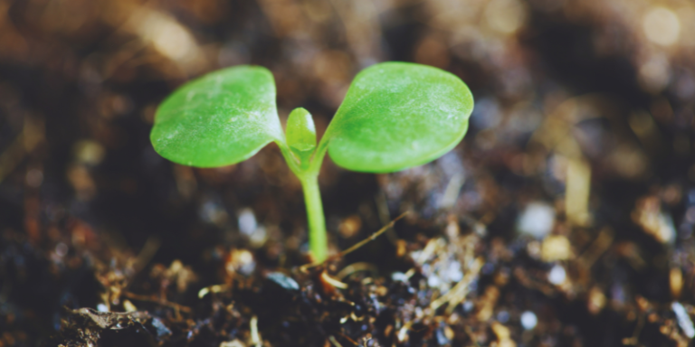 Tentando virar uma árvore