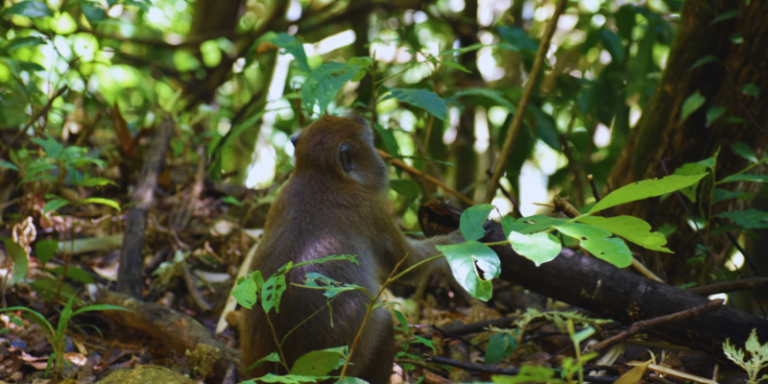 Os homens desmatam. Os animais reflorestam.