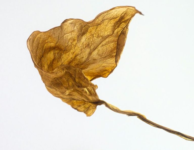 Preste atenção e se lembre