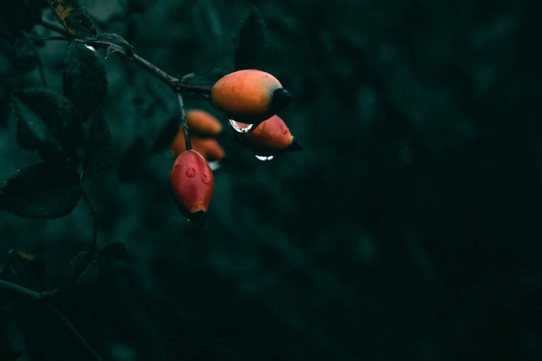 Sonhos ou aspirações?